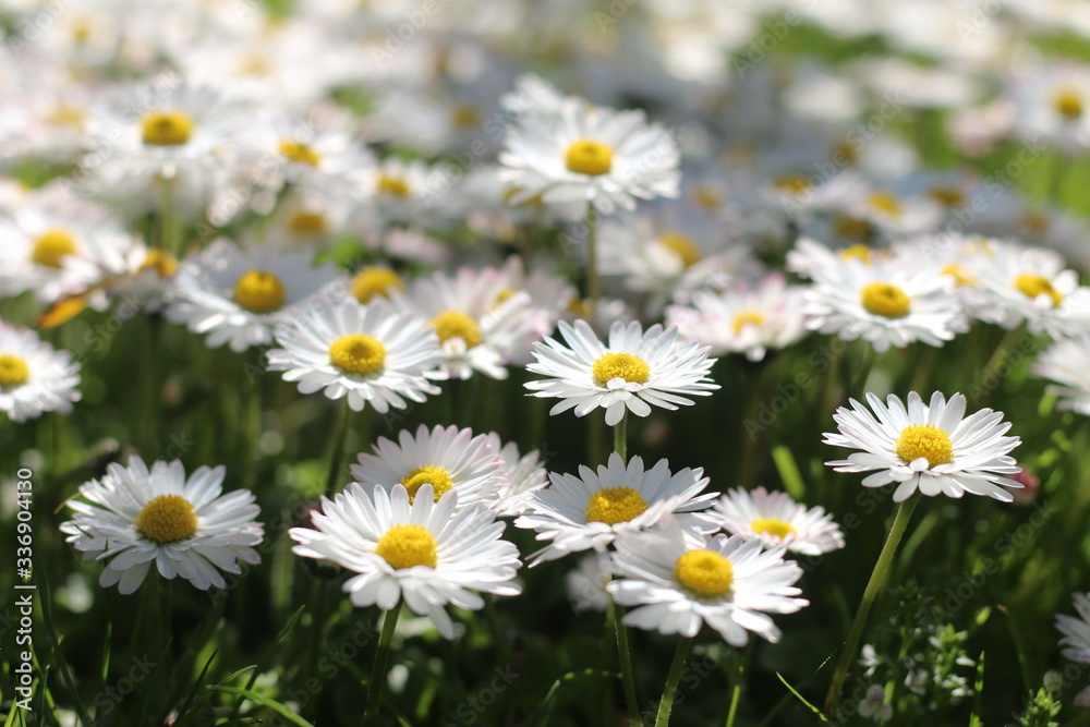 bellis stokrotka bellis stokrotka