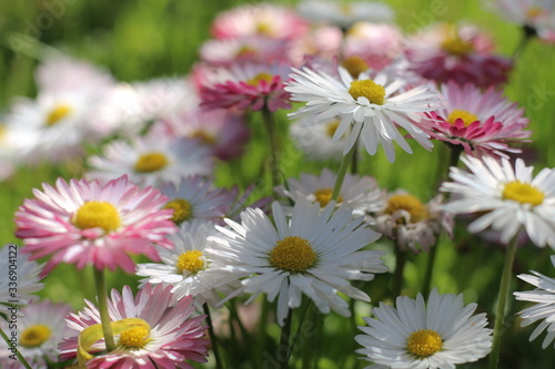 bellis stokrotka