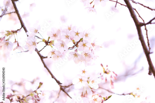 桜咲く © amethyst