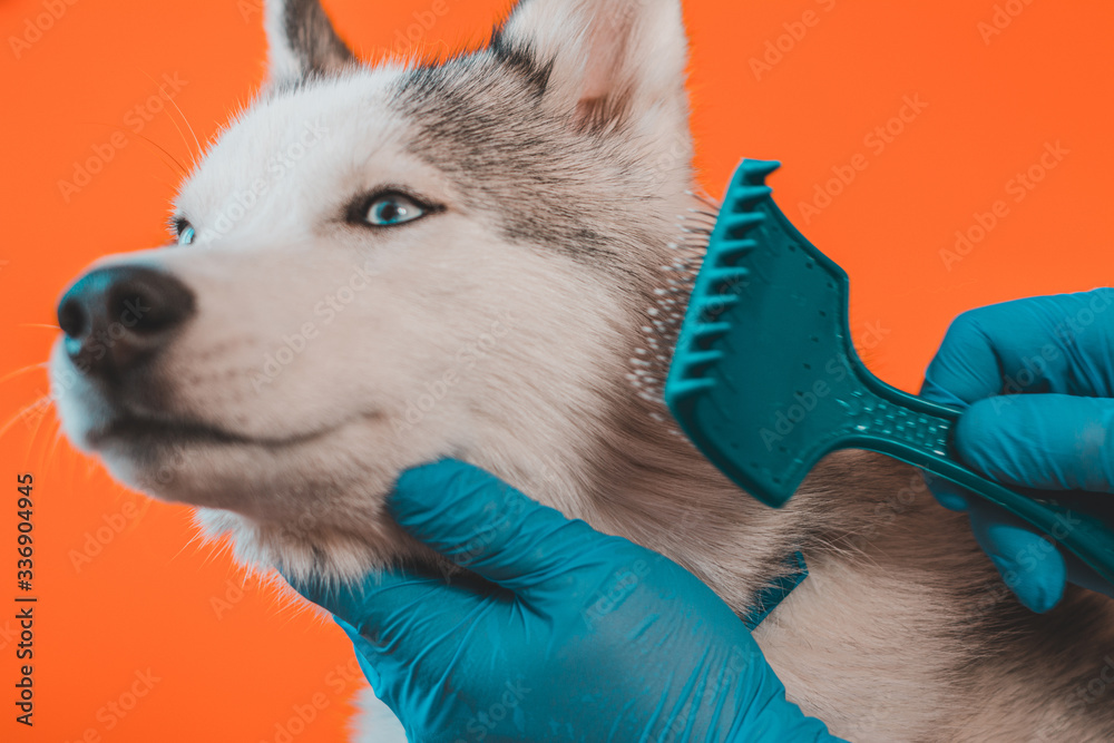 Nursing specialist cleans the wool of a Husky breed dog with a comb isolated on orange