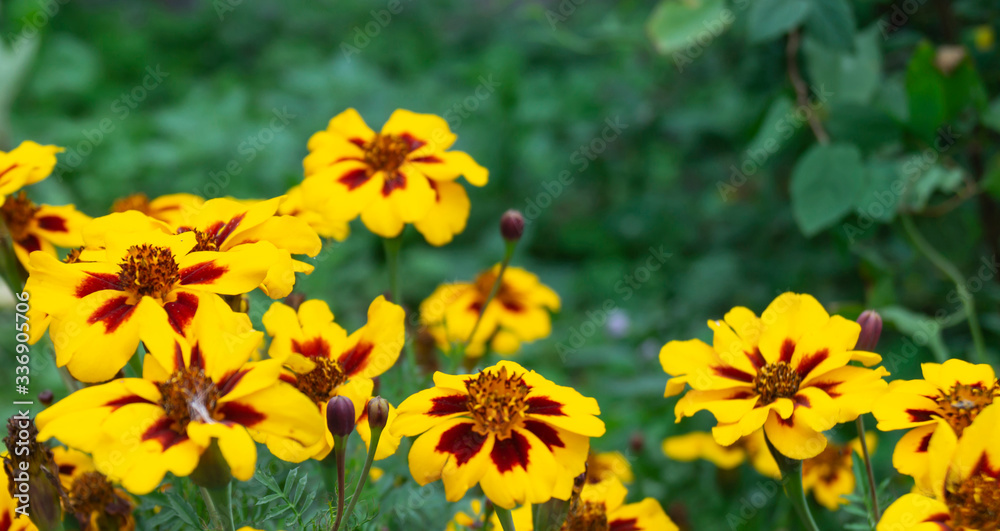 Flower Coreopsis on background green sheet Flower Coreopsis on background green sheet