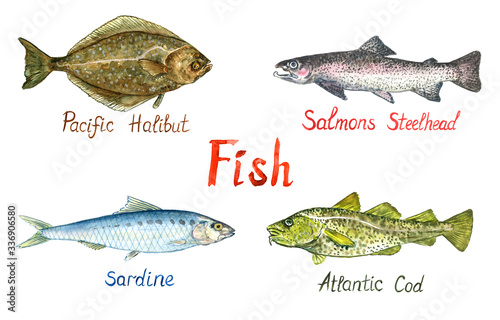 Fish collection, Pacific Halibut (Hippoglossus stenolepis), Salmon steelhead, Sardine, Atlantic Cod (Gadus morhua, codling),  hand painted watercolor illustration design element with inscription