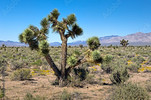 Southwest Usa Parks  Joshua Tree National Park  is located in southeastern California.