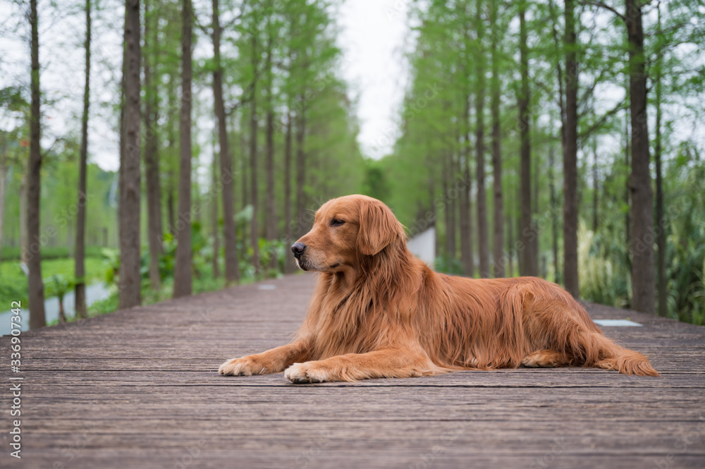 Obraz premium Golden retriever lying on a wooden board outdoors