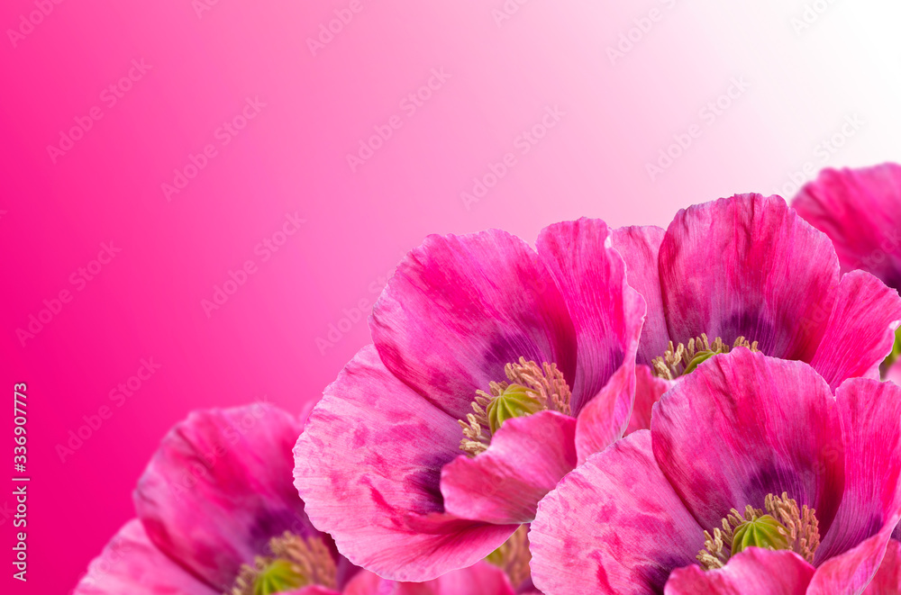 Poppies flowers on a gradient pink background
