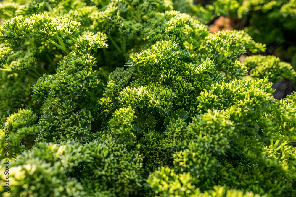 closeup of parsley in a field