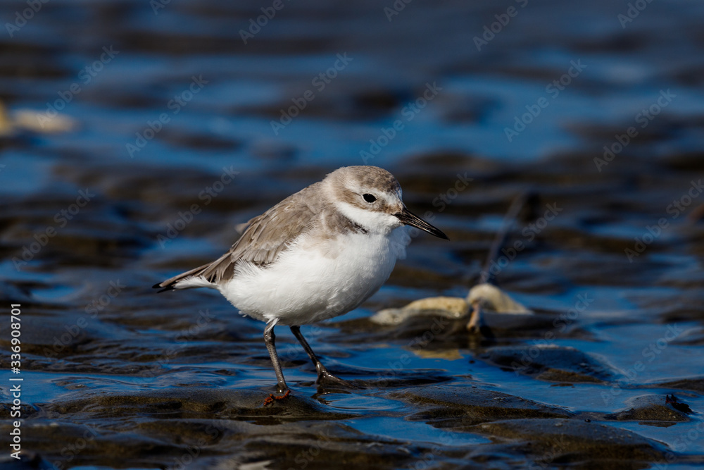 Endemic Wrybill Shorebird in New Zealand Endemic Wrybill Shorebird in New Zealand