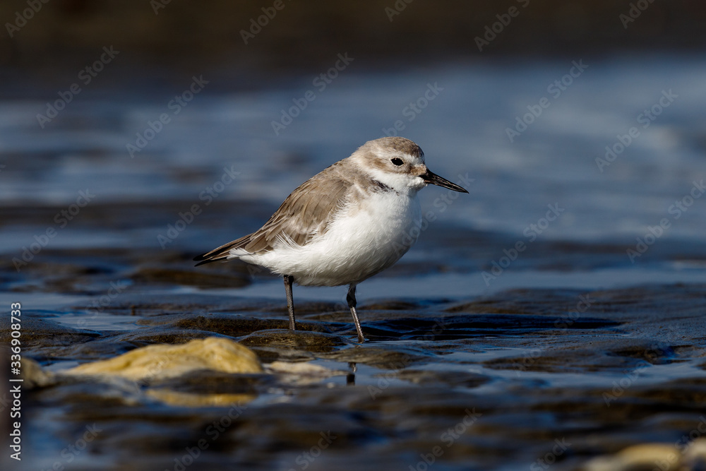 Endemic Wrybill Shorebird in New Zealand Endemic Wrybill Shorebird in New Zealand