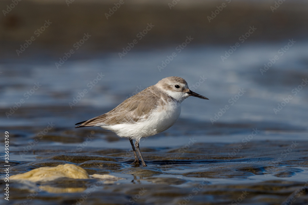 Endemic Wrybill Shorebird in New Zealand Endemic Wrybill Shorebird in New Zealand