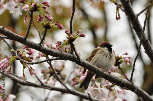 安城公園 蕾と咲き始め桜の木にとまるスズメ