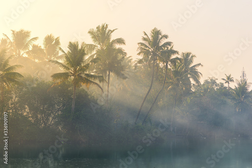 Jungle of palm trees with atmospheric haze at sunset, along a freswater lake in Eramalloor's Backwaters, a popular tourist destination and yoga retreat in Kerala, India