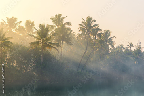 Jungle of palm trees with atmospheric haze at sunset, along a freswater lake in Eramalloor's Backwaters, a popular tourist destination and yoga retreat in Kerala, India photo