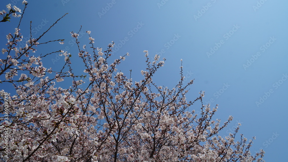 桜 桜