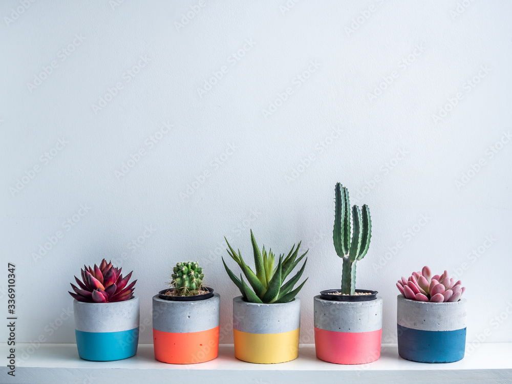 Cactus pot. Concrete pot. Modern geometric concrete planter. Colourful container with various cactus and succulent plants on shelf on white background.