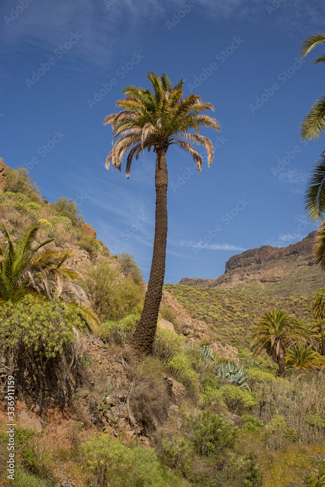 Palm tree on Gran Canaria