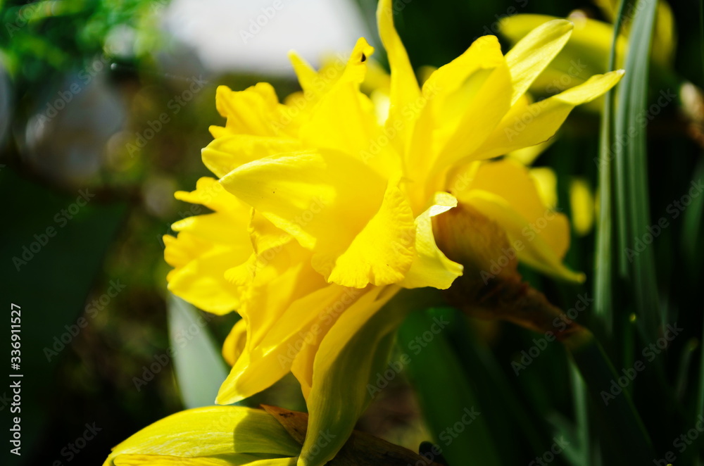 view on spring narcissus flowers. Narcissus flower also known as daffodil, daffadowndilly view on spring narcissus flowers. Narcissus flower also known as daffodil, daffadowndilly