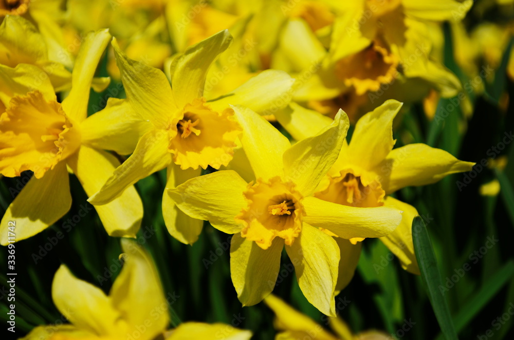 view on spring narcissus flowers. Narcissus flower also known as daffodil, daffadowndilly view on spring narcissus flowers. Narcissus flower also known as daffodil, daffadowndilly