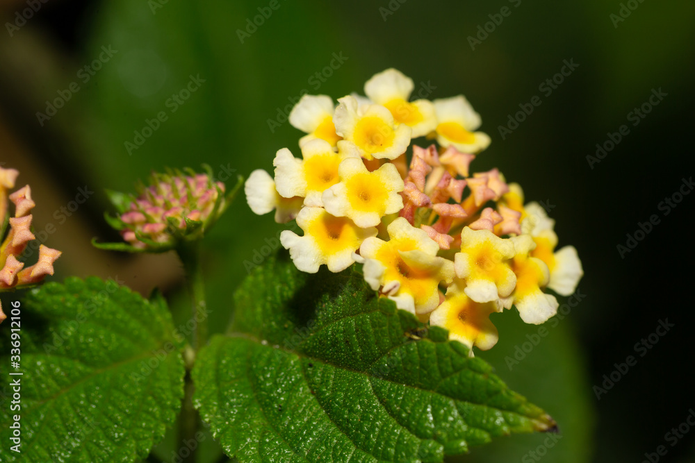 Exotic flowers of the island of Madagascar