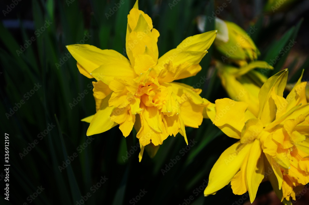 view on spring narcissus flowers. Narcissus flower also known as daffodil, daffadowndilly