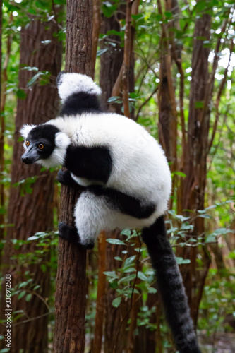 A black and white lemur sits on the branch of a tree