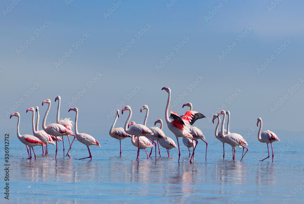 Fototapeta Dzikie ptaki afrykańskie. Grupa ptaków różowych afrykańskich flamingów spacerujących po błękitnej lagunie