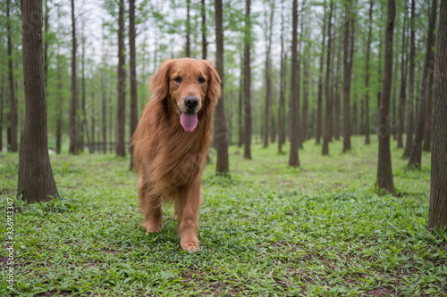 Golden retriever playing in the woods