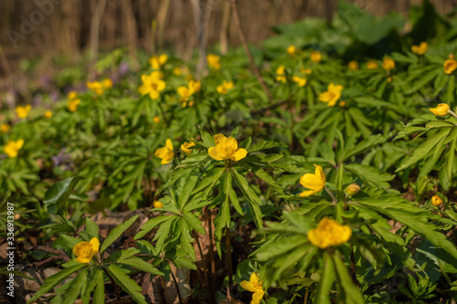 meadow of yellow flowers in the forest