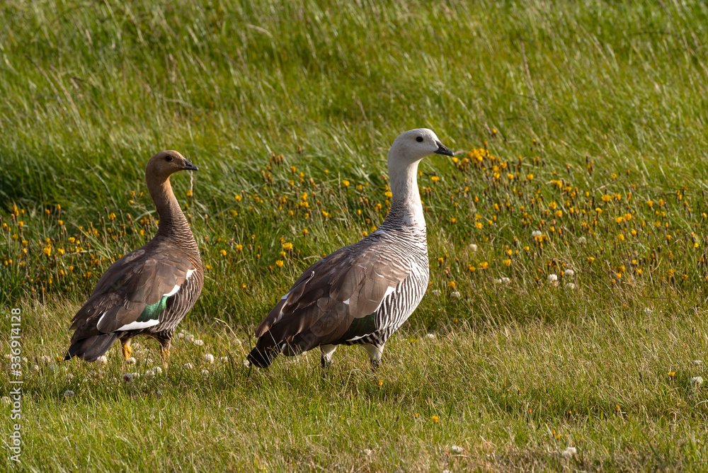Obraz premium The Upland goose or Magellan goose Chloephaga picta in a meadow