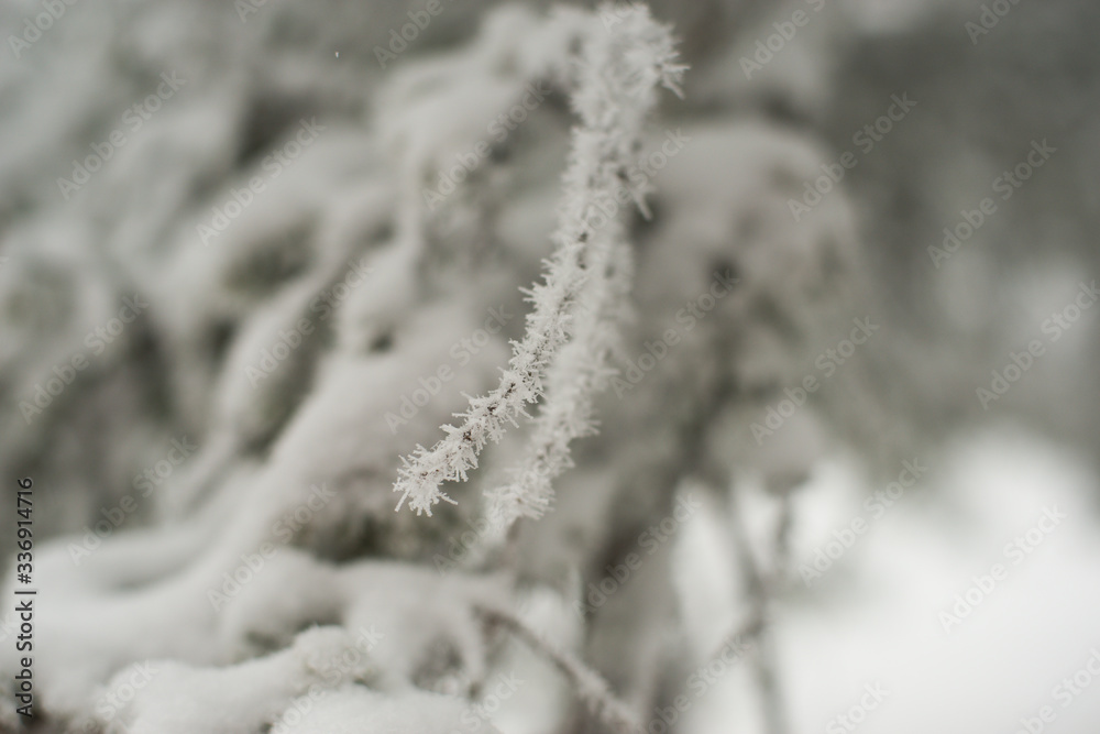 snow-covered branches of Christmas trees in a fairy-tale, white coniferous forest, after a night of snowfall