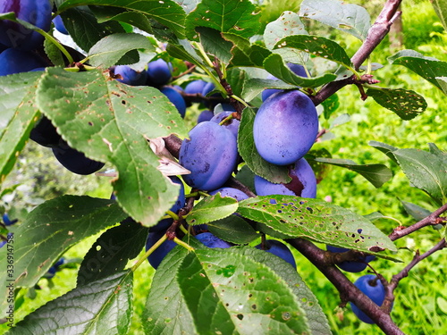 Blue, ripe plum fruits on a branch with leaves on the tree, plums almost ready to harvest.