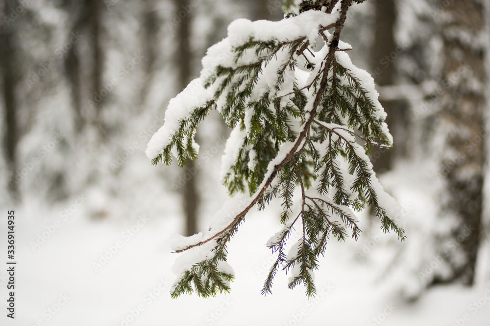 snow-covered branches of Christmas trees in a fairy-tale, white coniferous forest, after a night of snowfall
