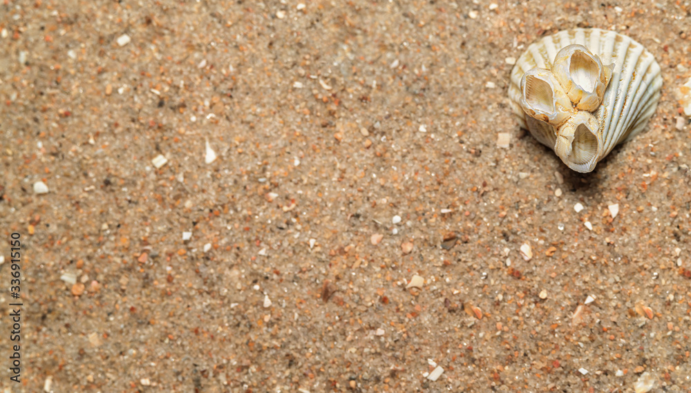 seashells in the sand, natural sand texture, macro seashells in the sand, natural sand texture, macro