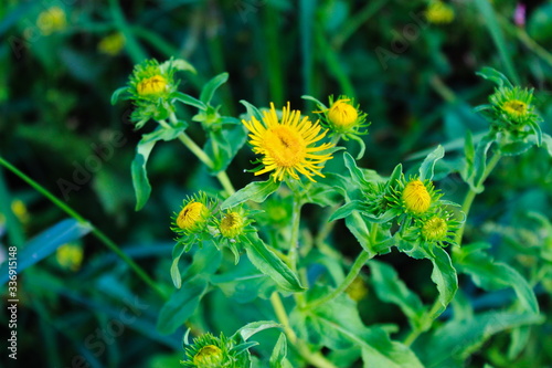 Wild Inula helenium  yellow flowers in grass