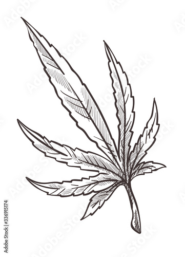 Cannabis plant branch, marijuana or sativa monochrome sketch