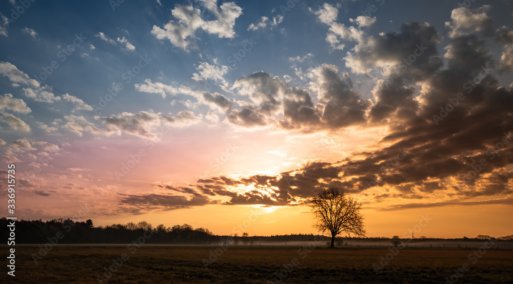 Obraz premium sunset over the field. Sunrise tree sihouette at rural farmlands of Limburg, the Netherlands. Photo close to national park de groote peel and Meijel. 
