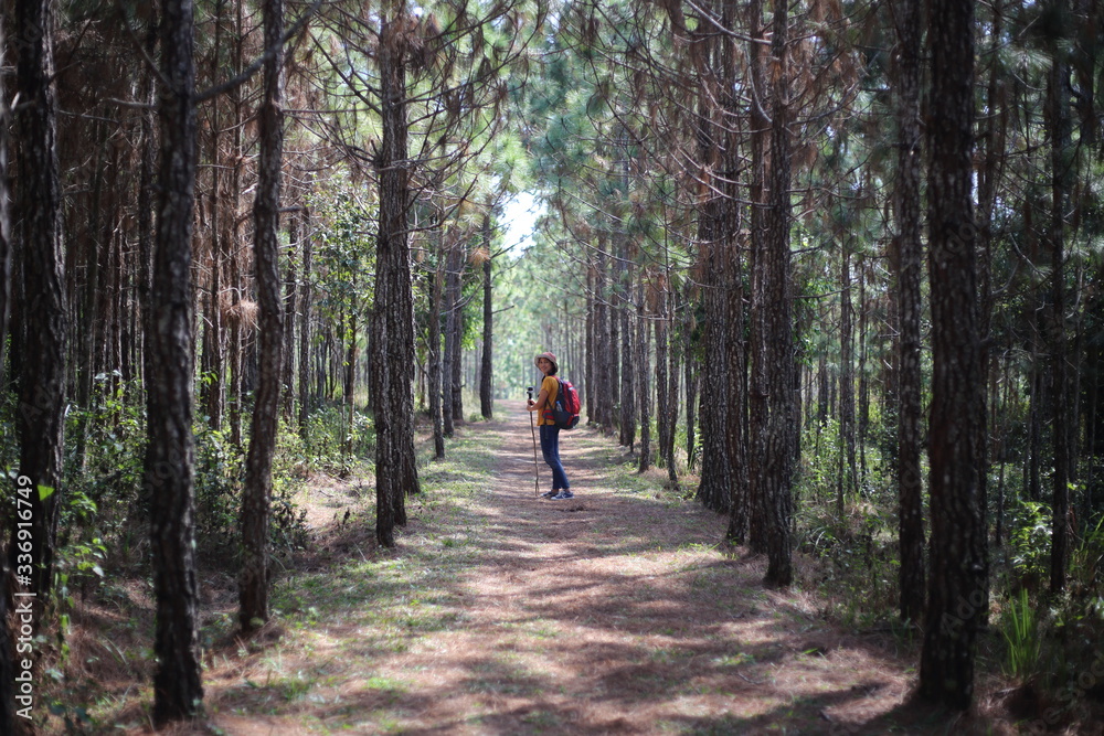 Woman walking in pine forest in Phu Kradueng National Park, Loei, Thailand