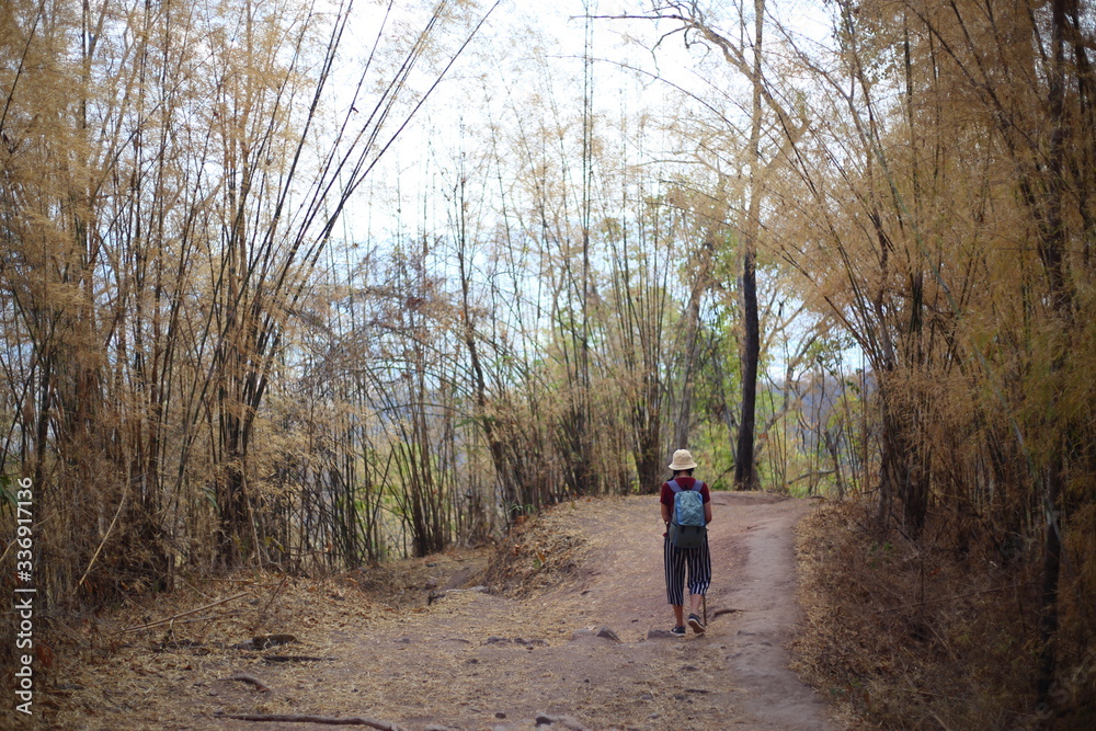 Fototapeta premium Women standing in the bamboo forest in Phu Kradueng National Park, Loei, Thailand