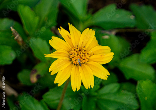 yellow flower in the garden