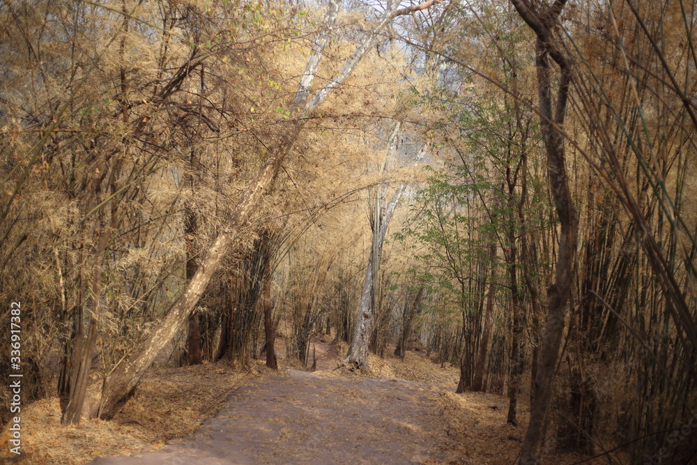 Bamboo forest in winter at Phu Kradueng National Park, Loei, Thailand Bamboo forest in winter at Phu Kradueng National Park, Loei, Thailand