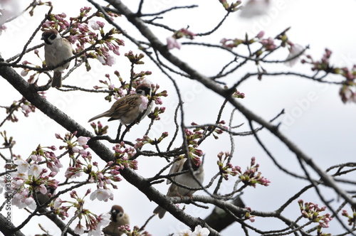 安城公園 咲き始めのさくらの枝にとまるスズメたち