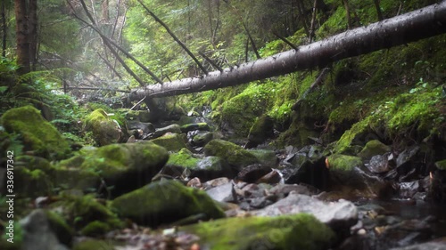 Deadfall Log Bridges Mountain Stream in Carpathian Mountains, with Sound. photo