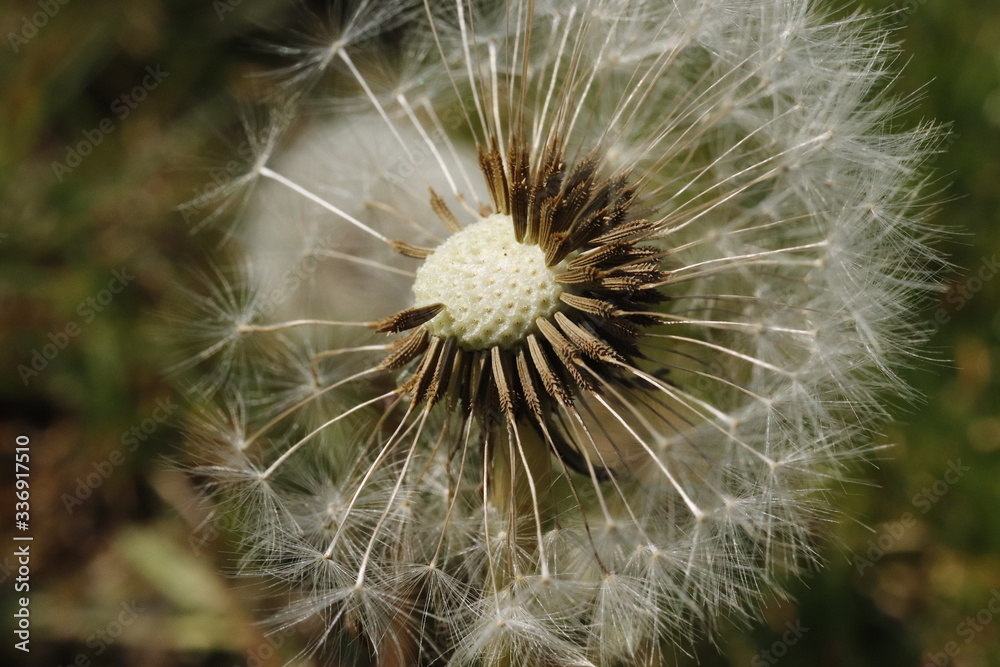 Fototapeta premium Pusteblume im Detail, Natur, Makro, Nahaufnahme, Frühling, weiß, braun, grün