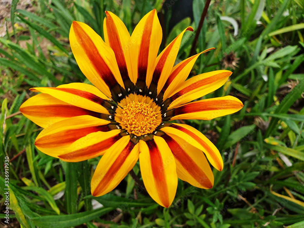 Orange flower Gazania rigens on the background of grass. Orange flower Gazania rigens on the background of grass.
