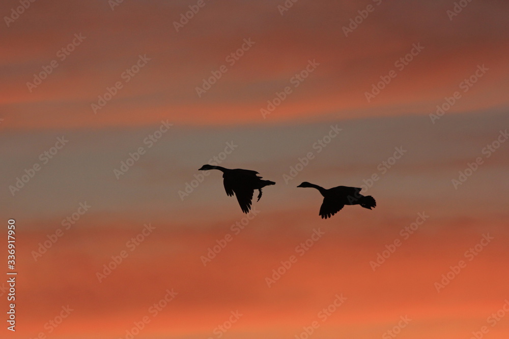 birds in flight at sunset in Kansas.