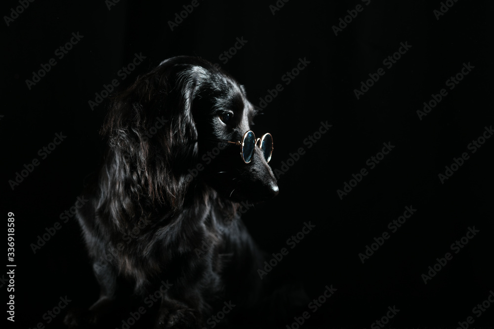 Black dog shining in dark room