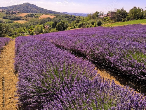 lavender fields in the hills