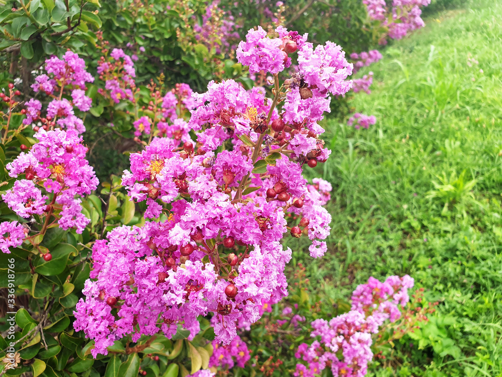 Obraz premium Różowe kwiaty Lagerstroemia lub mirt crape rosnący na tle trawy w parku.