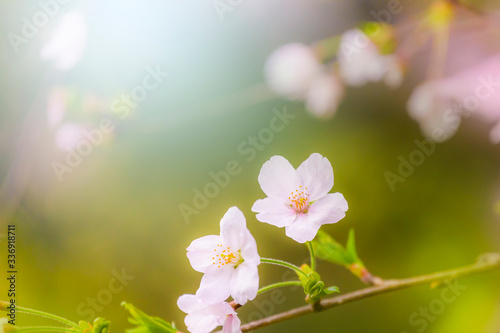 桜の花アップ © miiko