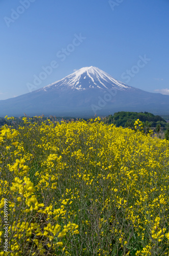 菜の花と富士山