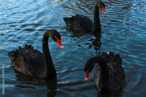Three beautiful black swans in a park on a lake